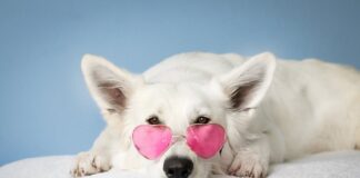 Dlaczego córki wola ojców?