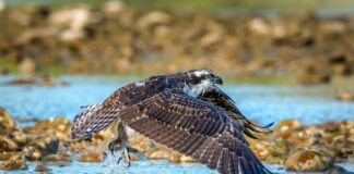 Dlaczego dziecko zachowuje się gorzej przy matce?