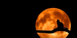 Jakie są domowe problemy?