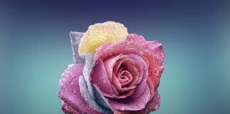 Czym się różni HP od HVLP?