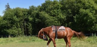 Gdzie montować Śniegołapy?