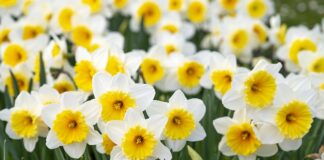 Dlaczego sufit maluje się na biało?