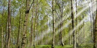 Co to są kleszcze więźby?