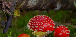 Kim jest toksyczną matka?