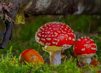 Kim jest toksyczną matka?