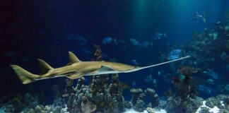 Czy piłą do drewna można ciąć metal?