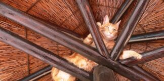 Jak głęboko zaciąć krokwie?