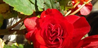 Jaka ukośnica najlepsza?