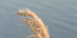 Czym się różnią płytki ścienne do podłogowych?