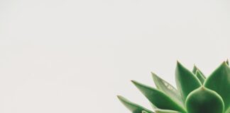 Jakie można zrobić dekoracje na Wielkanoc?