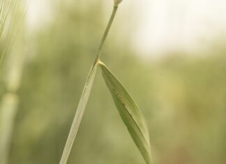 Kiedy jest patologia w domu?