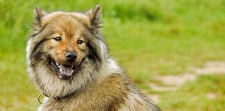 Jakie są długości wkrętów farmerskich?