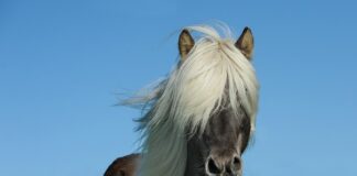 Ile ma koni Husqvarna 445?