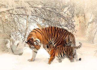 Jak brak matki wpływa na dziecko? Jak brak matki wpływa na dziecko?