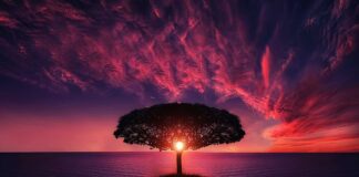 Kiedy ścinać drzewa na deski?