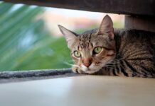 karmy weterynaryjne dla kotów