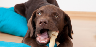 Gryzaki i przysmaki do żucia: jak dobrać bezpiecznie do psa Gryzaki i przysmaki do żucia