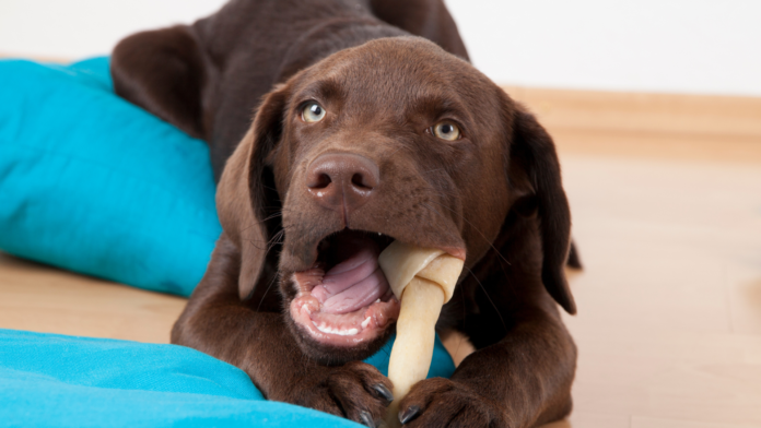 Gryzaki i przysmaki do żucia